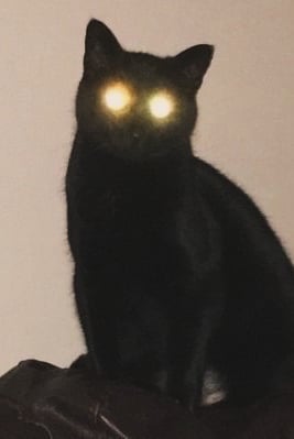 고양이
