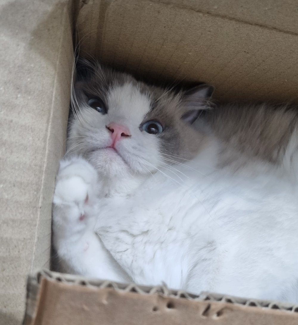 포포