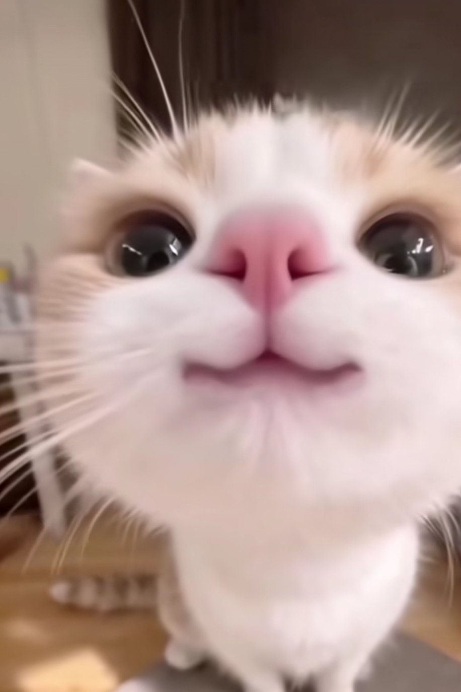 사랑이