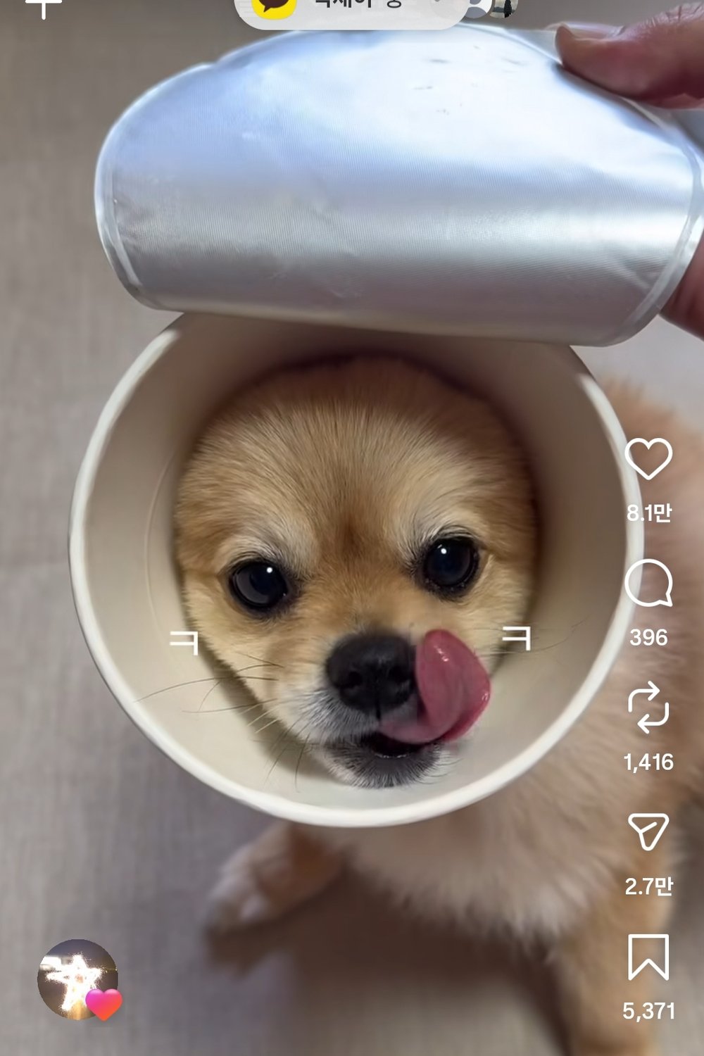 튀김우동 강아지 