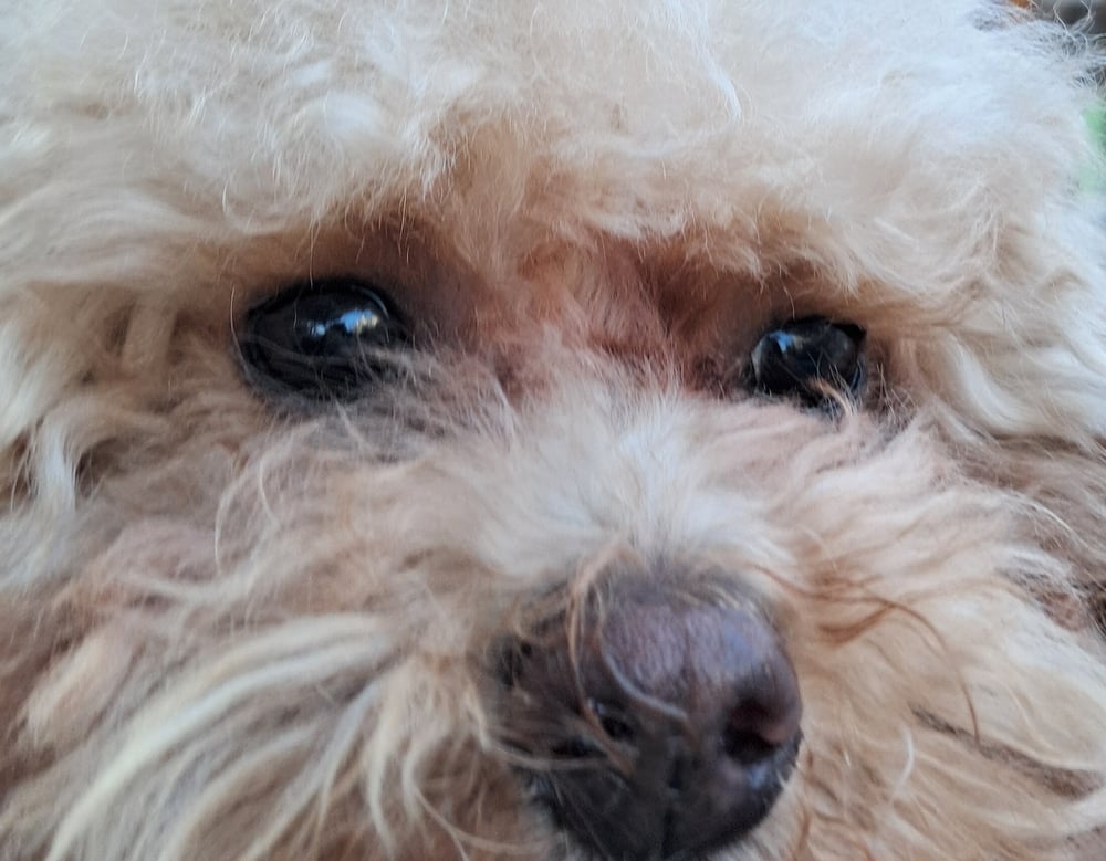 초코