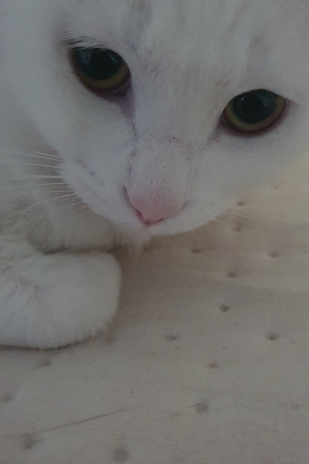 숨어있는 수컷고양이