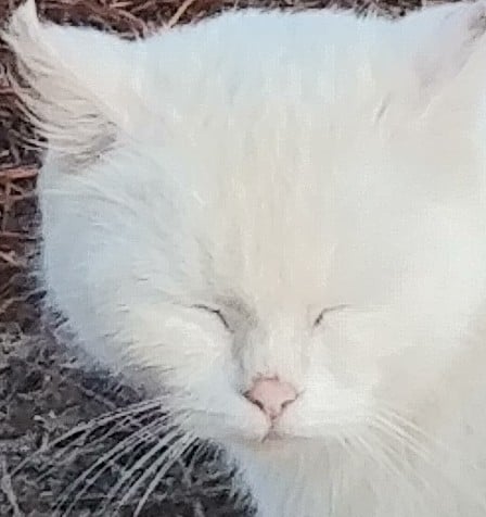 고양이