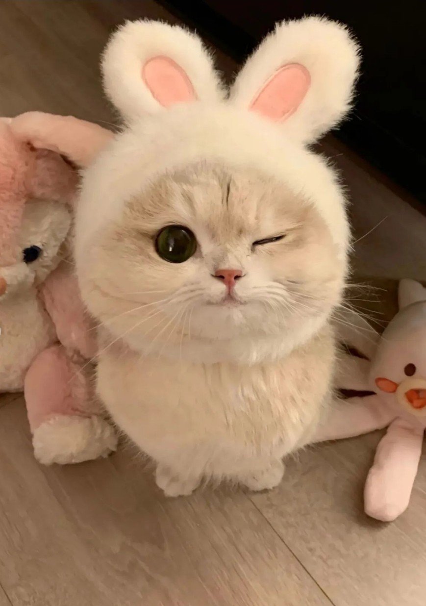 냥