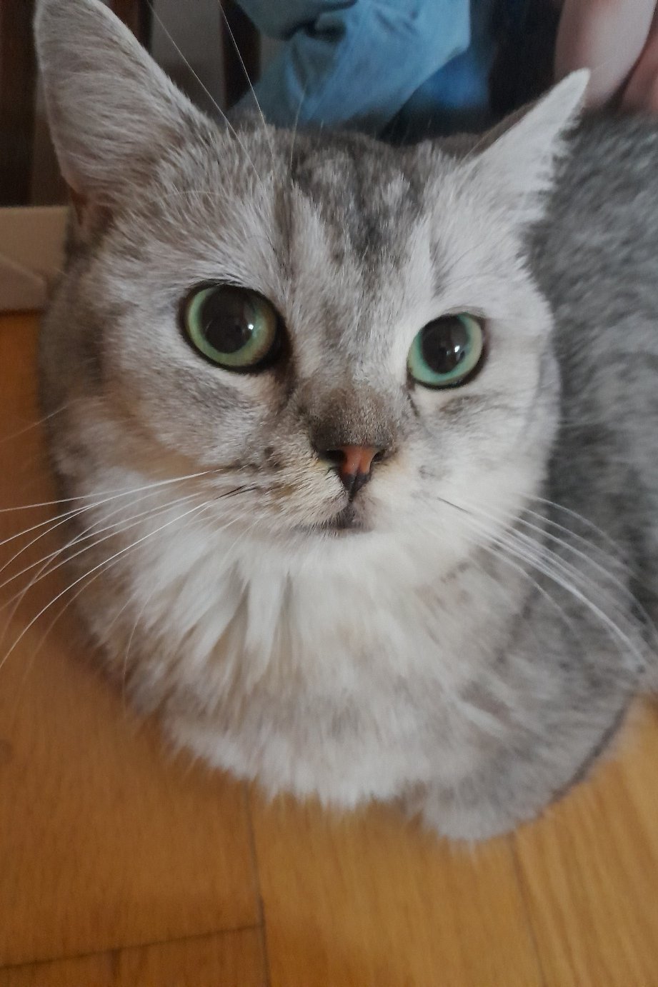 고양이
