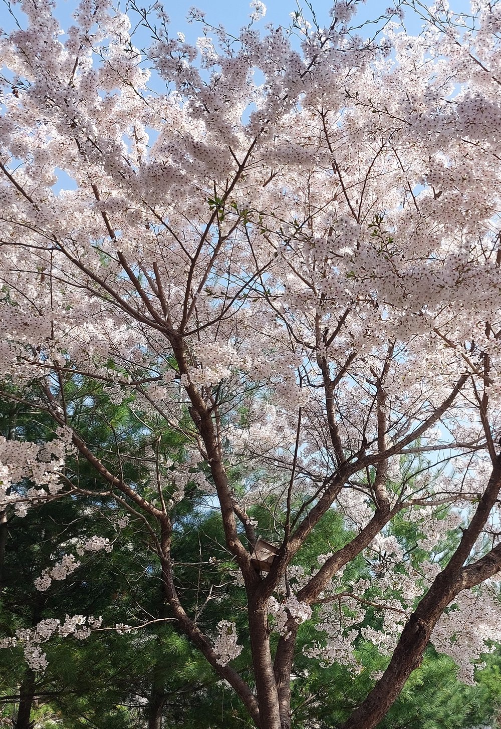 나무