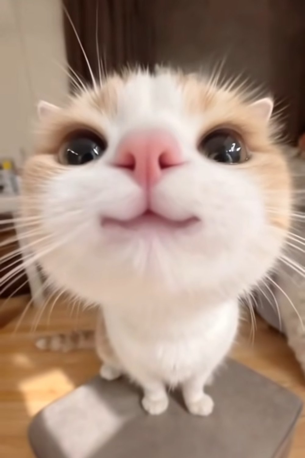 알파