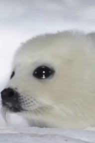 하프물범