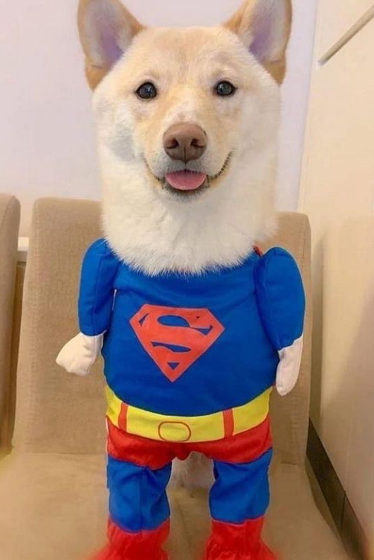 슈퍼도그