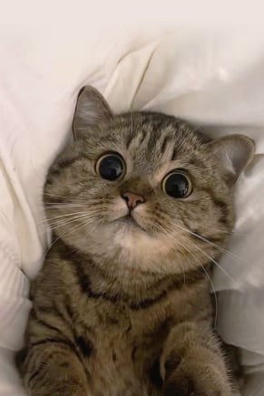 나코