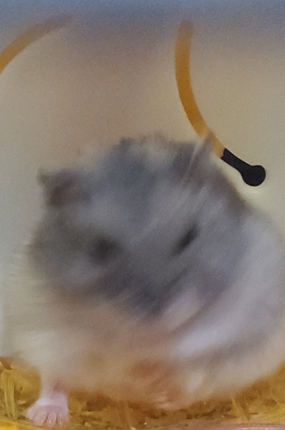두유
