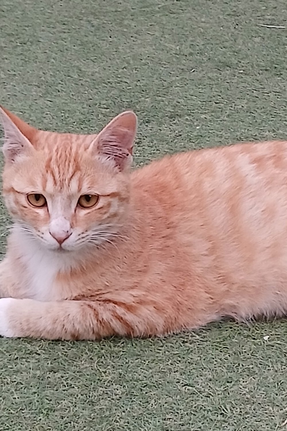 반려냥이 캬라멜