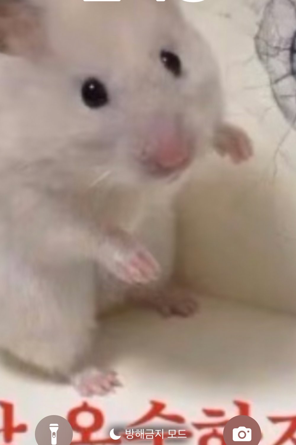 햄찌