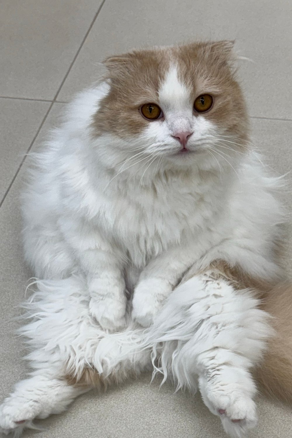 냥이