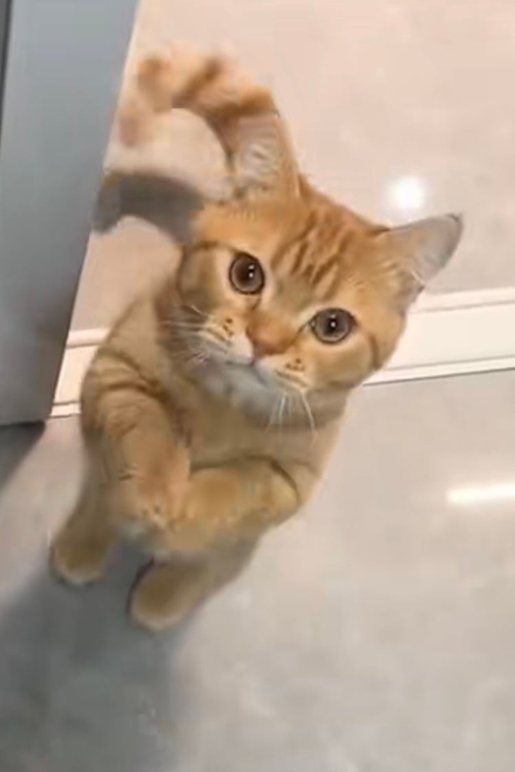 고야미