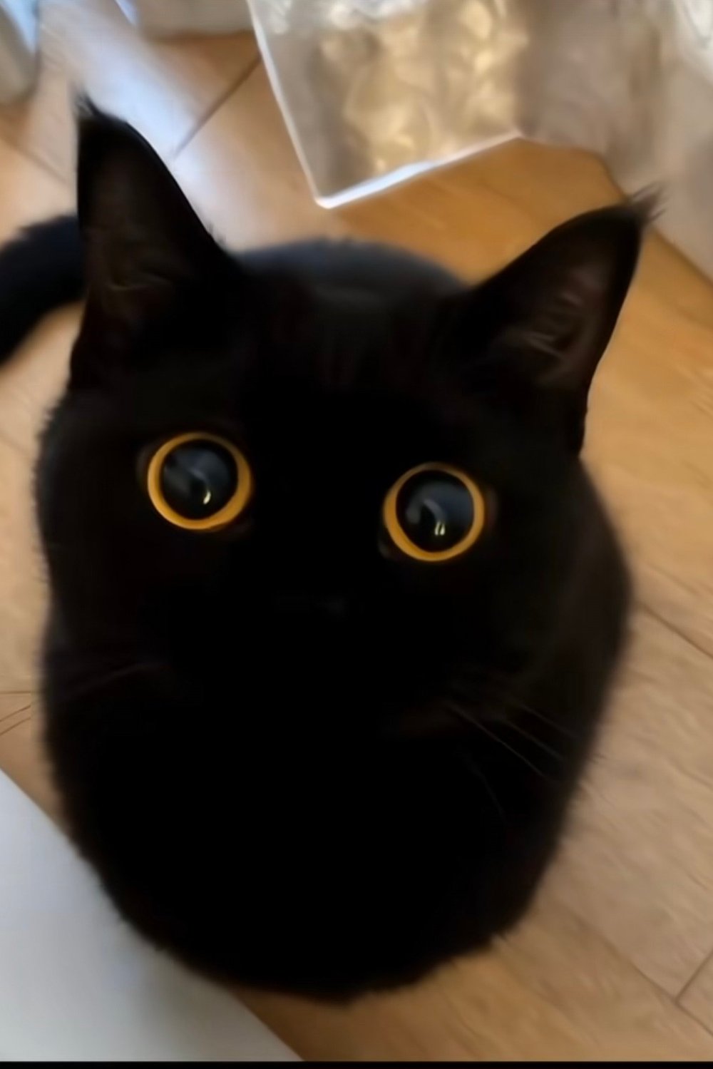 로롯 수컷