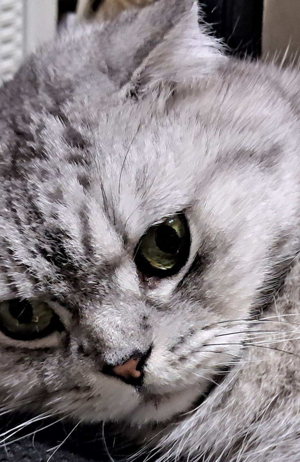 코코