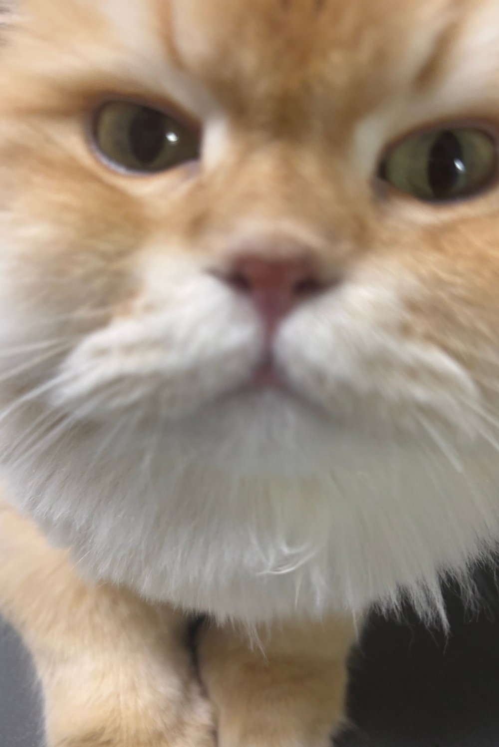 호두