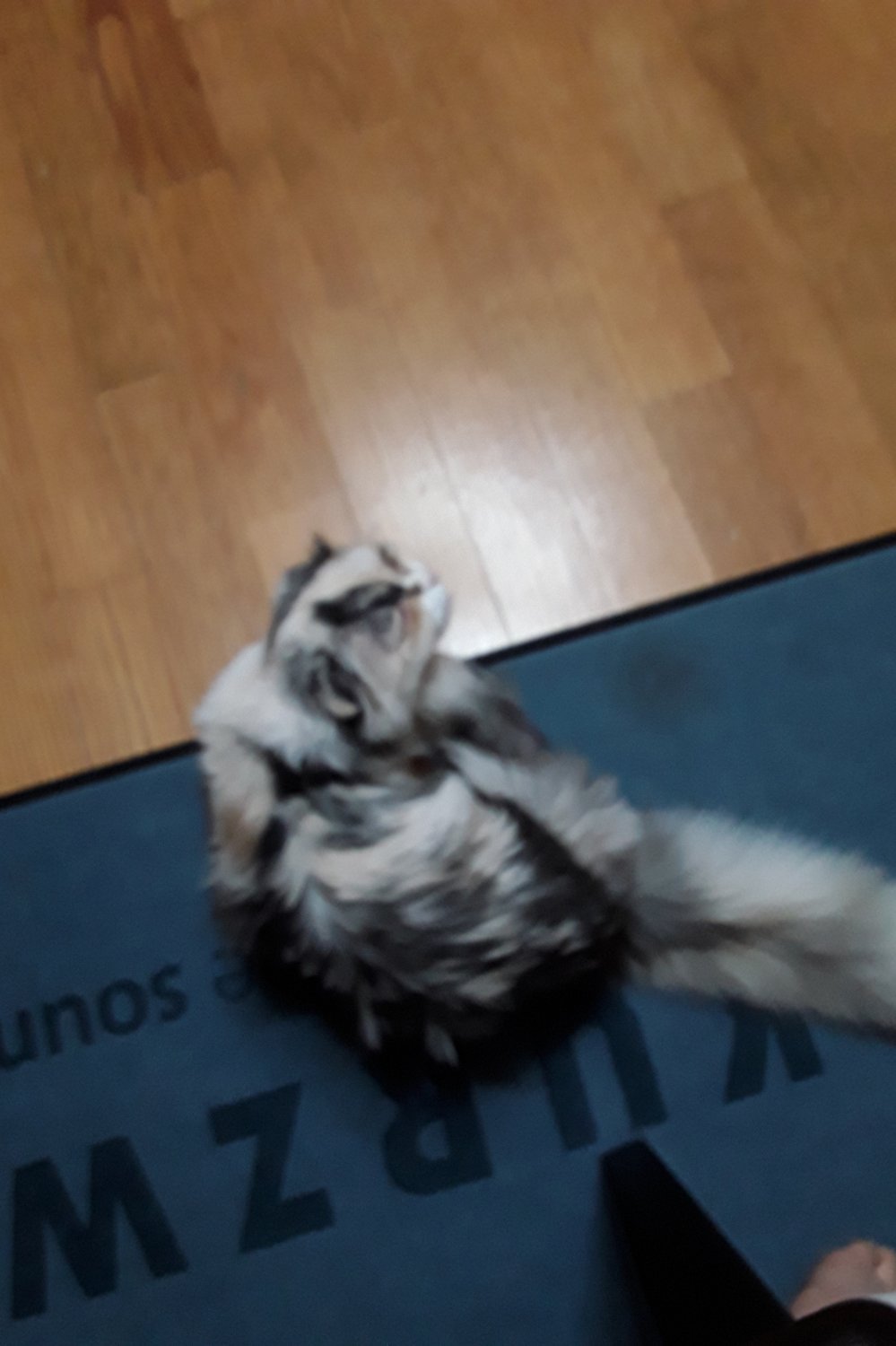 모모