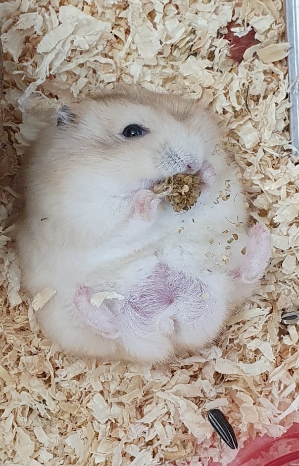 햄스터