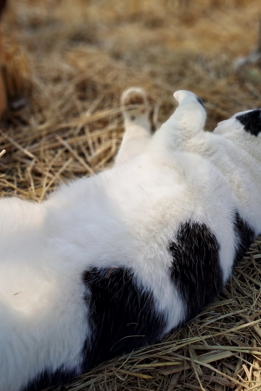 고양이