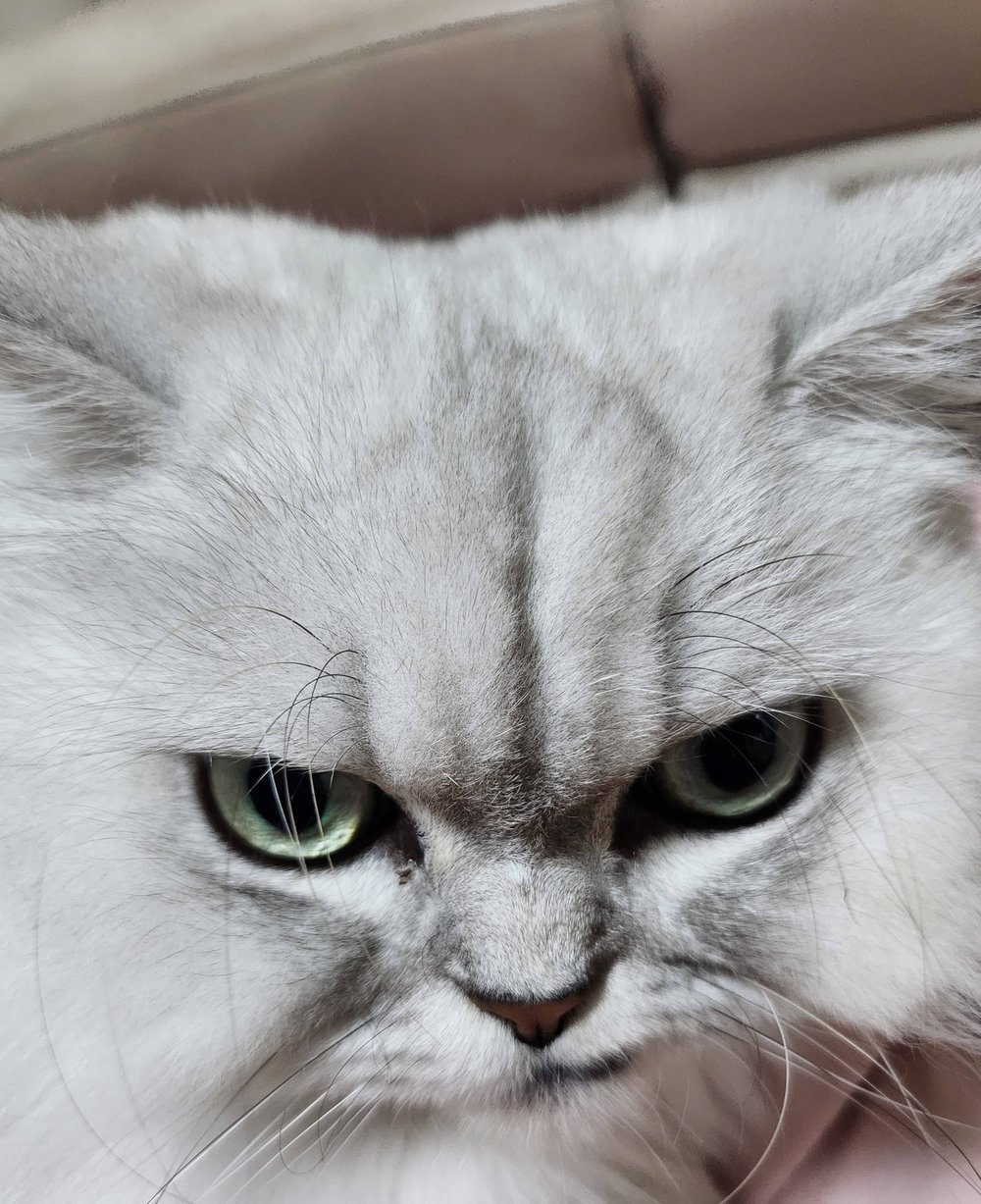 마루
