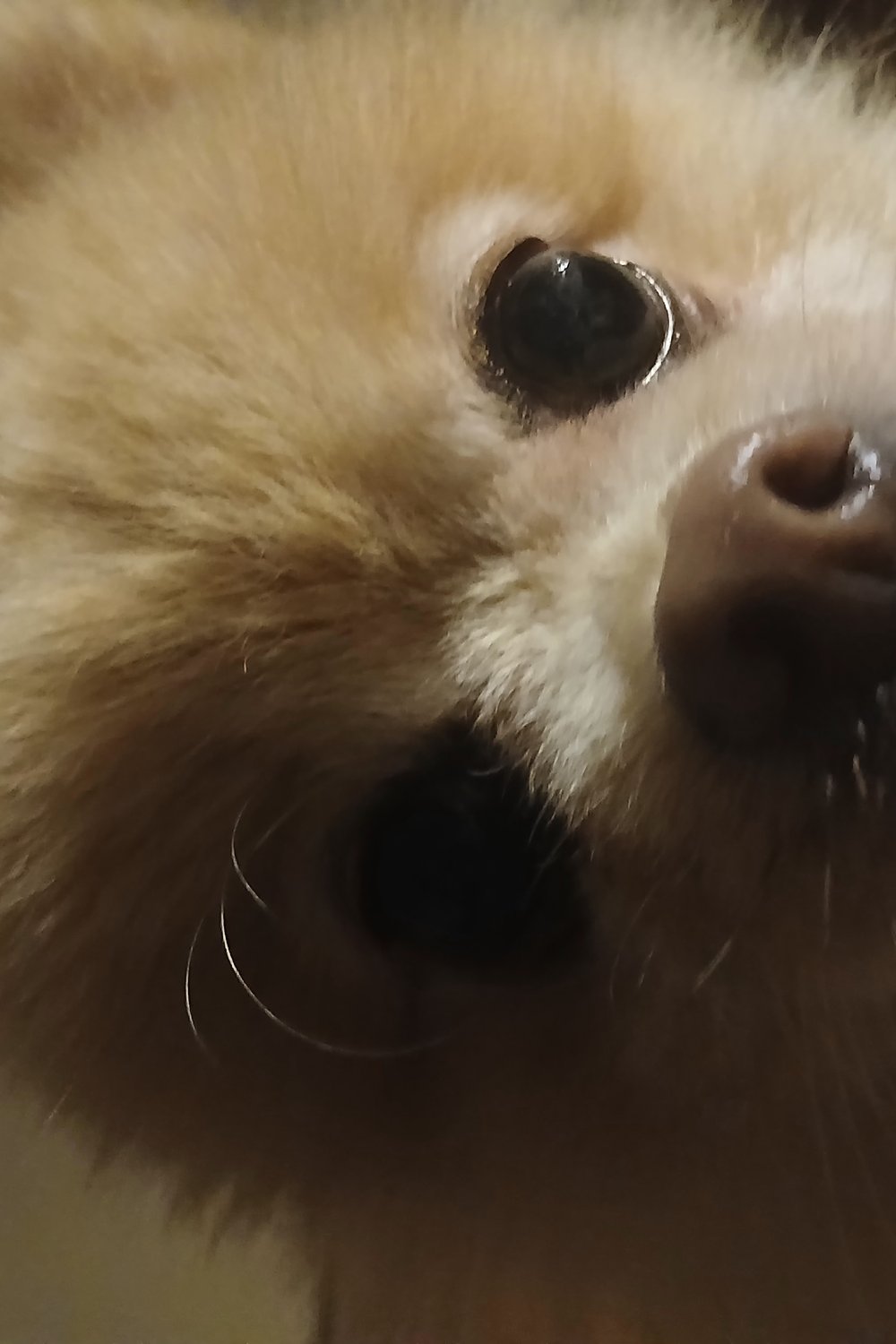 쿠키