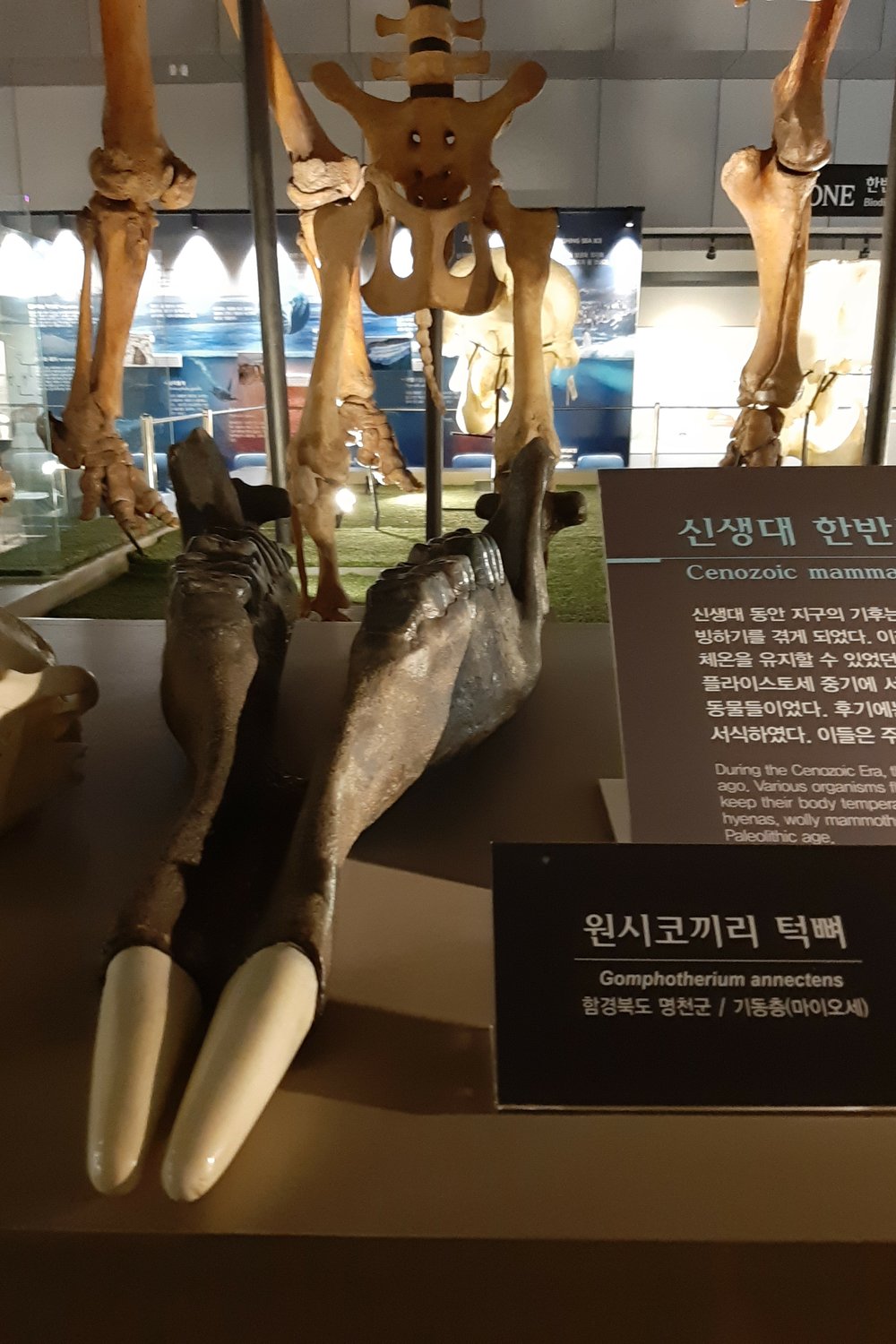 김아영
