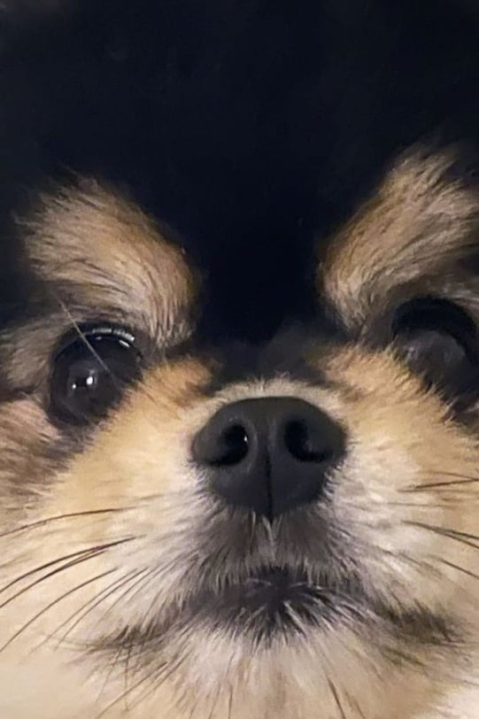 몰리