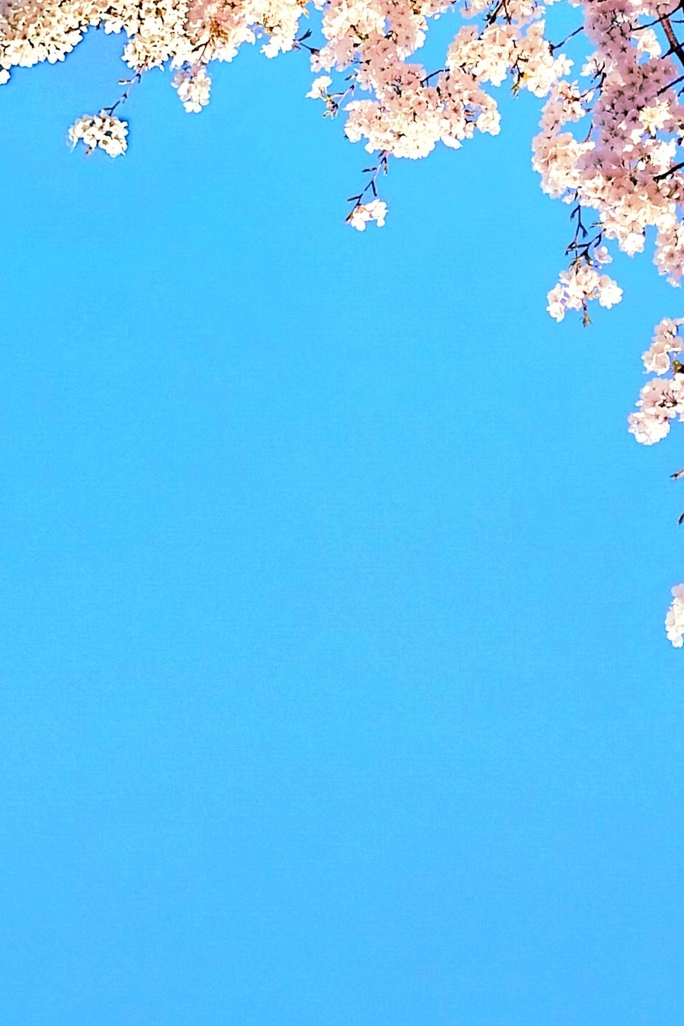 벚꽃
