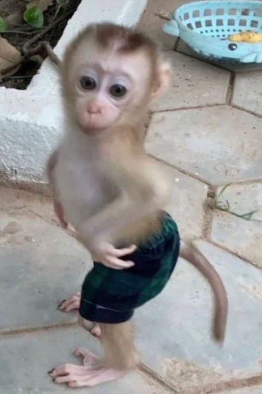 김 원숭이