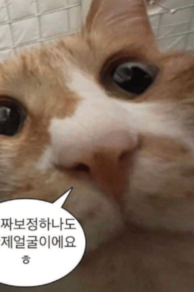 민지