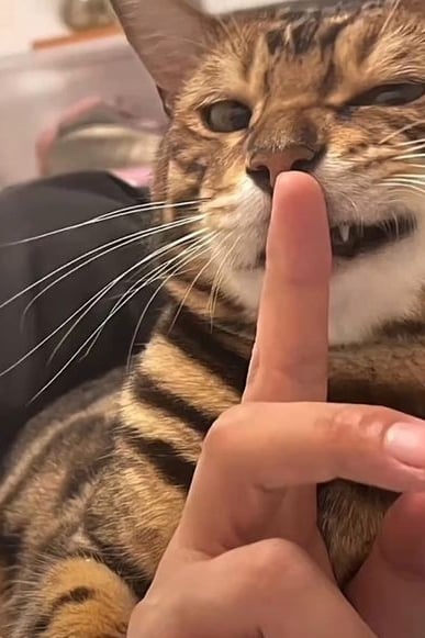 섹시한 고양이 남