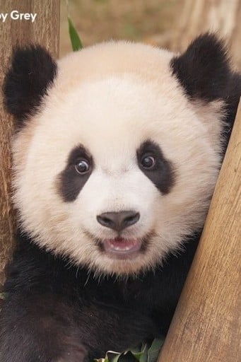 푸바오
