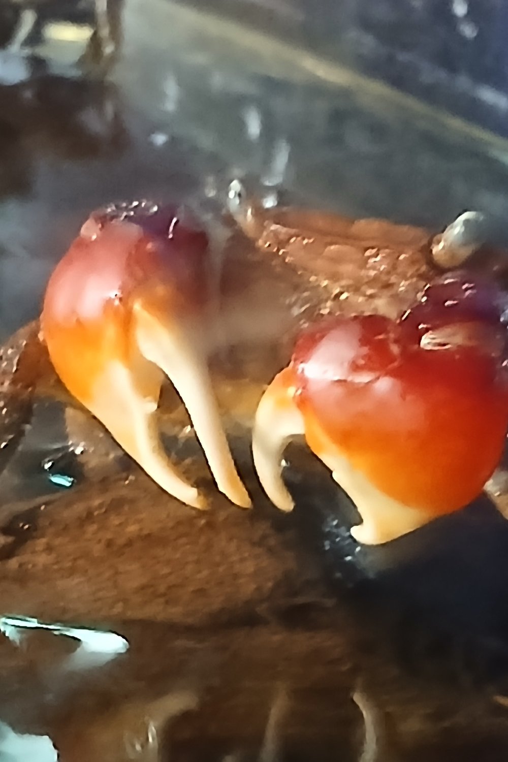 지나가던 꽃게