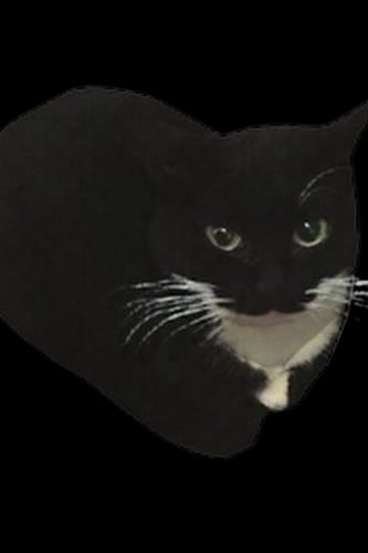 oiiacat