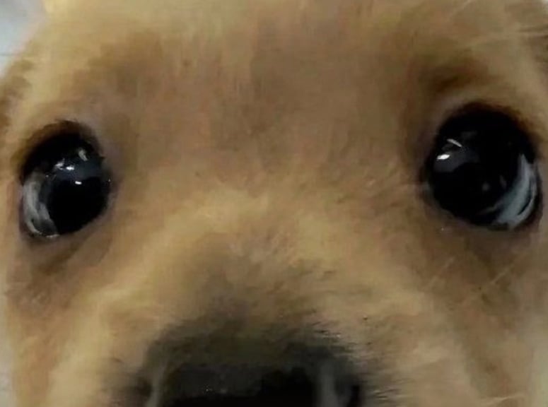 가나디