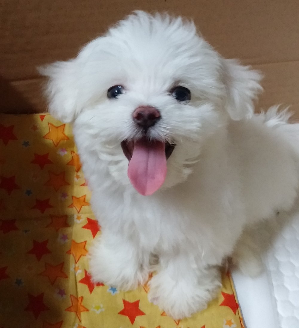 사랑이