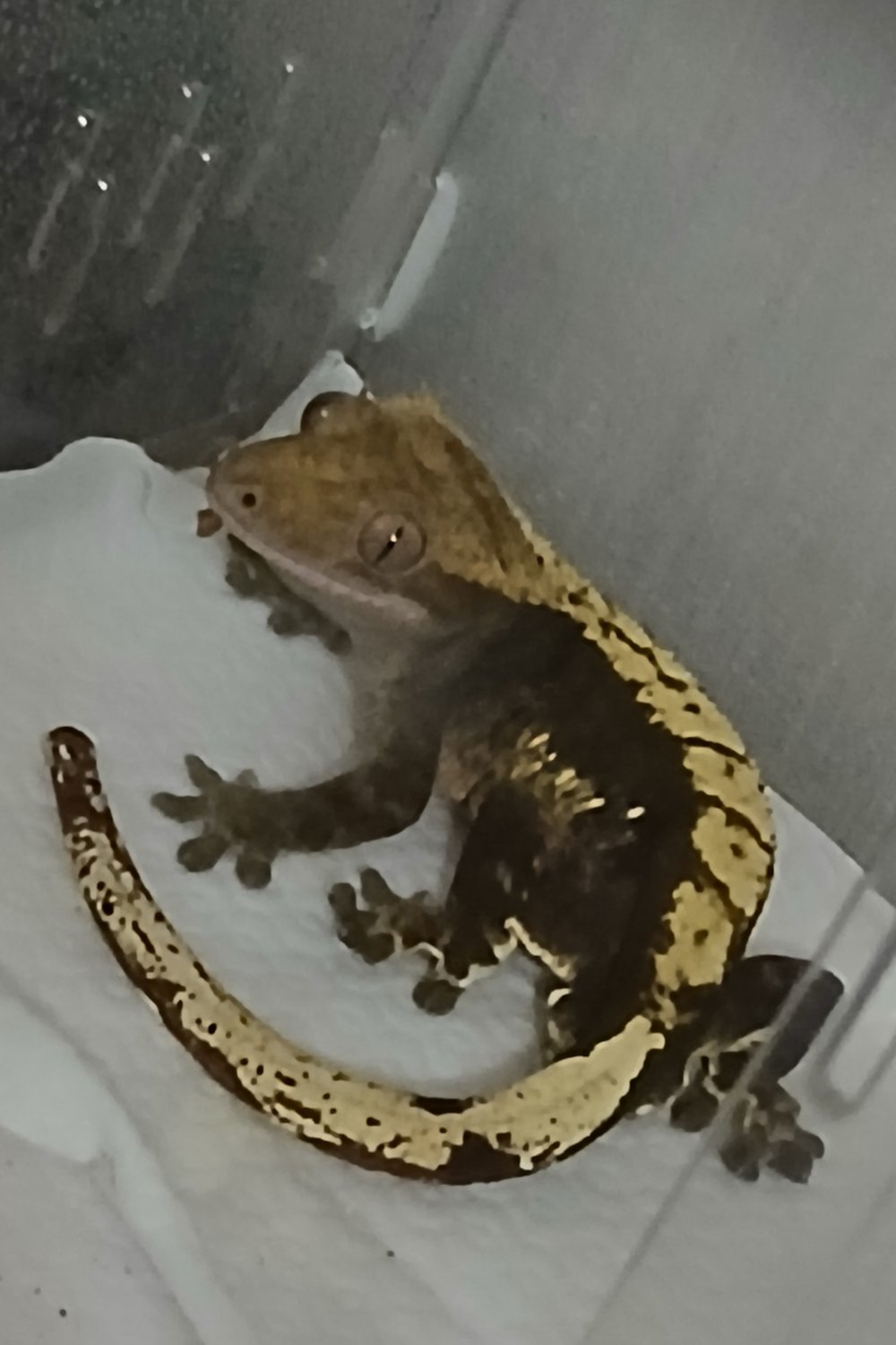 도마뱀