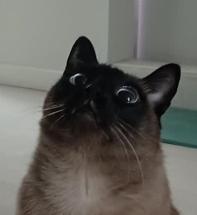 코코