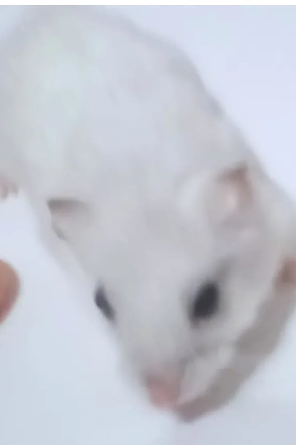 yh7