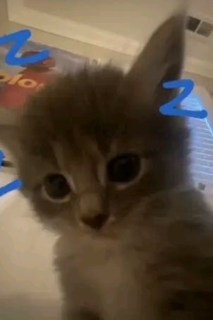 길 고양이