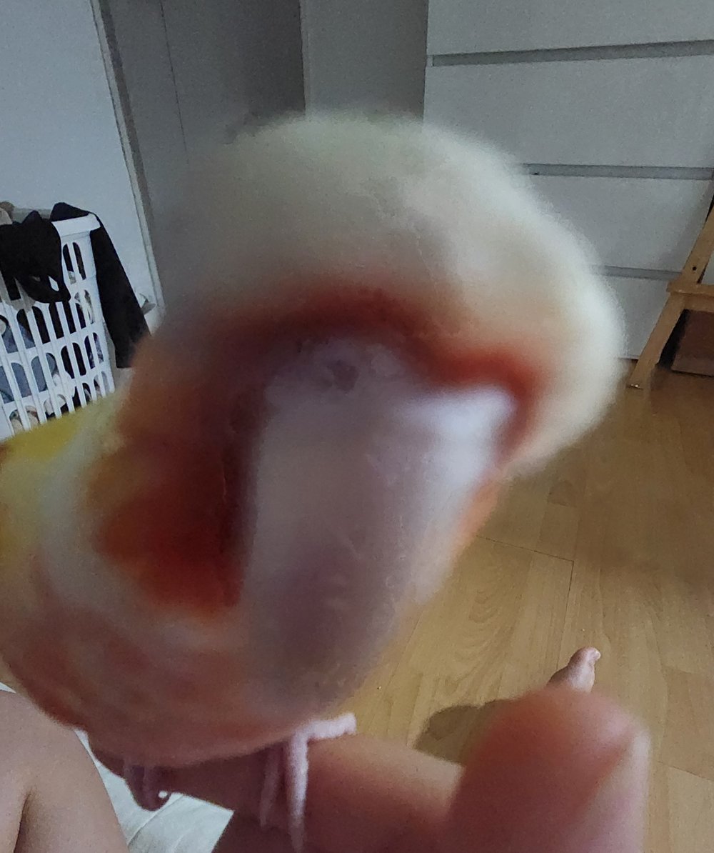 질질리