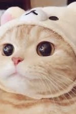 고앵이