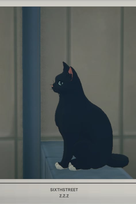 고양이