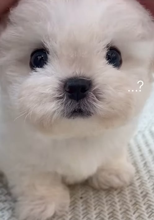 강아지