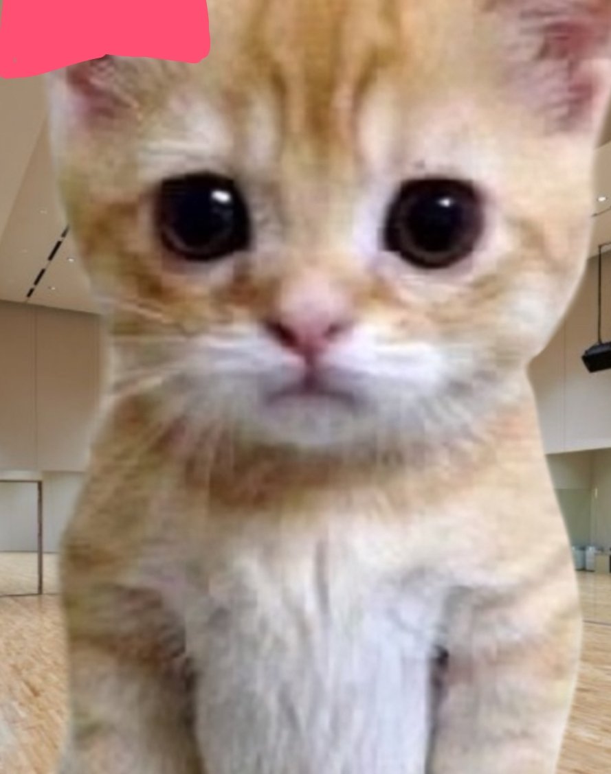 고양이
