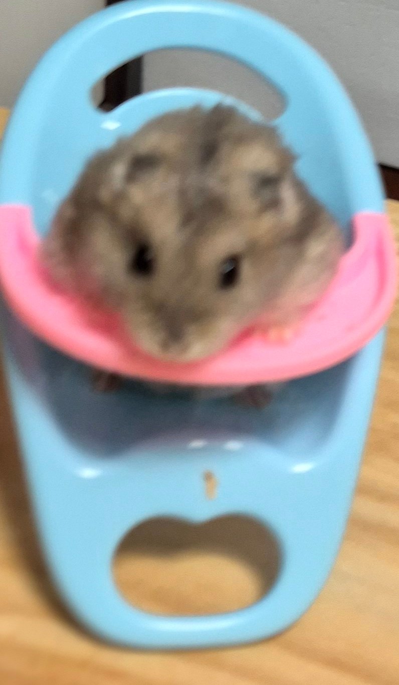 뽀잉이(햄스터🐹)