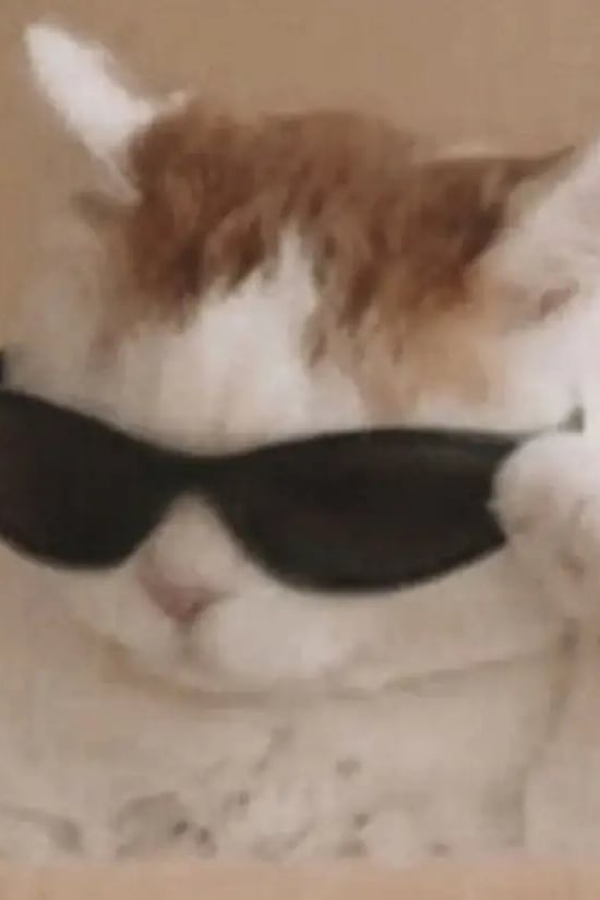 스껄한 고양이