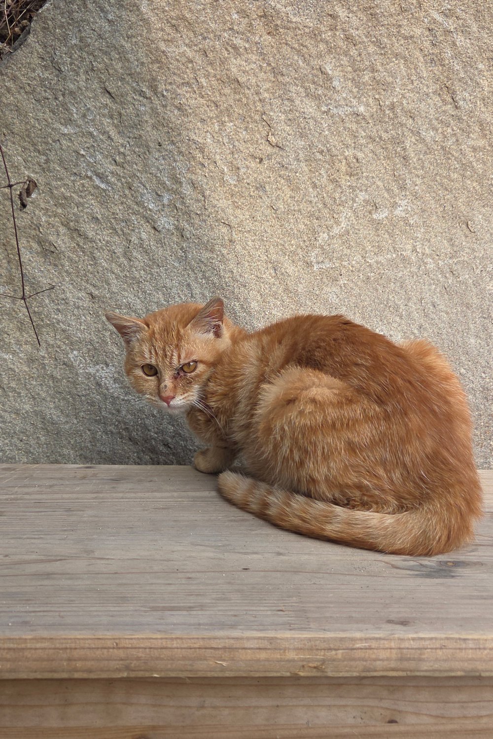 고양이